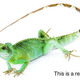 Illustration for article titled Yes, there is such a thing as reptiles
